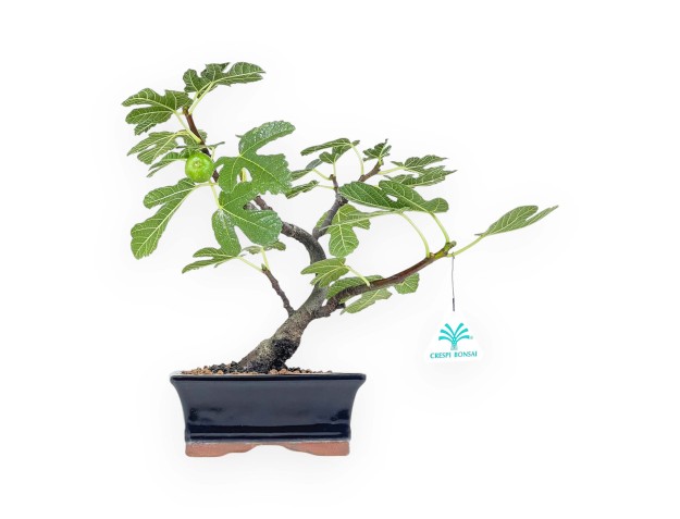 Ficus Carica - Fig - 29 cm