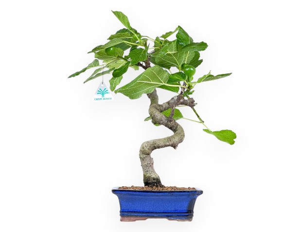 Ficus Carica - Fig - 43 cm