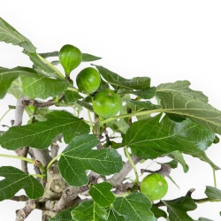 Ficus Carica - Fig - 56 cm