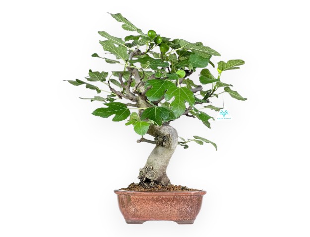 Ficus Carica - Figuier - 56 cm