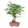 Ficus Carica - Fico - 56 cm