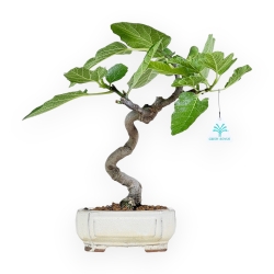 Ficus Carica - Fico - 34 cm