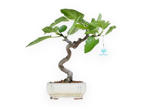 Ficus Carica - Figuier - 34 cm