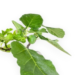 Ficus Carica - Fico - 34 cm