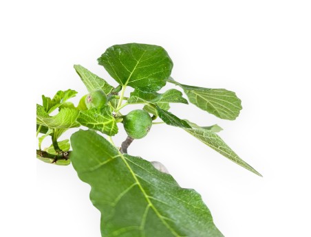 Ficus Carica - Fico - 34 cm