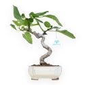 Ficus Carica - Fico - 34 cm