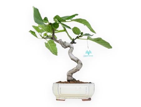 Ficus Carica - Fico - 34 cm