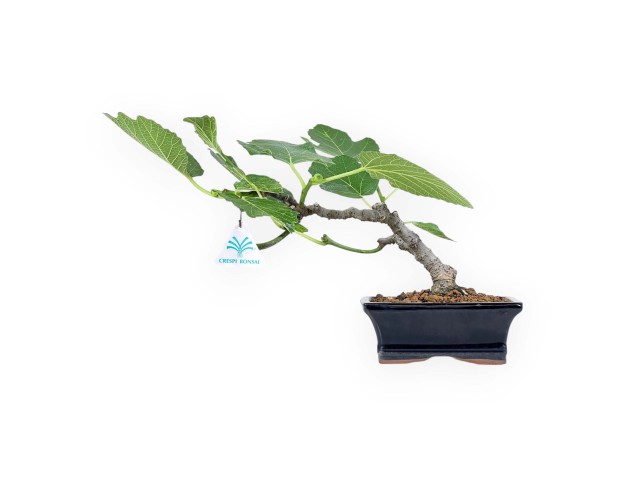Ficus Carica - Fig - 20 cm