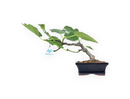 Ficus Carica - Fico - 20 cm