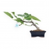 Ficus Carica - Fico - 20 cm