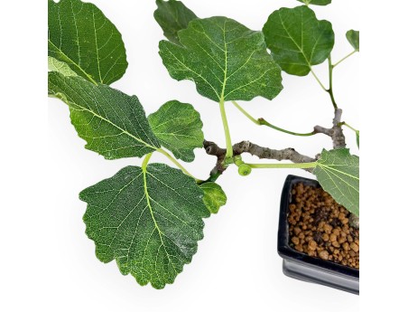 Ficus Carica - Fico - 20 cm