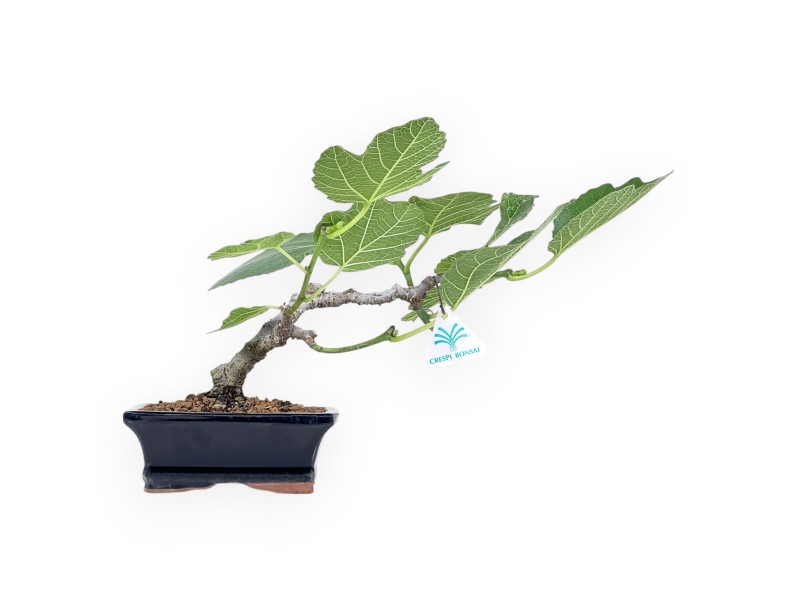 Ficus Carica - Fico - 20 cm