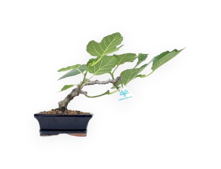Ficus Carica - Fico - 20 cm