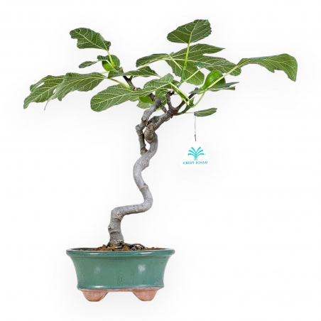 Ficus Carica - Figuier - 40 cm