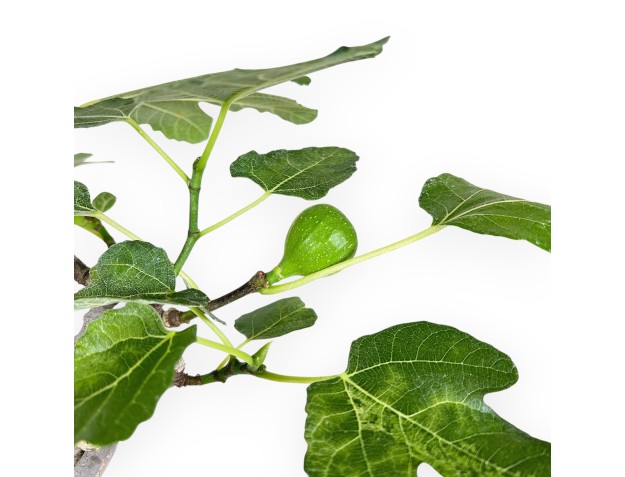 Ficus Carica - Figuier - 40 cm 2