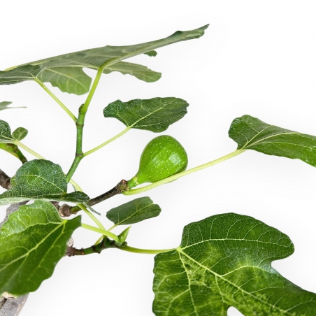 Ficus Carica - Figuier - 40 cm