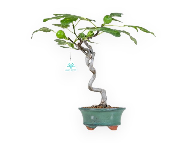 Ficus Carica - Fico - 40 cm
