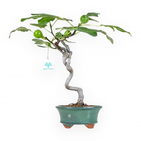Ficus Carica - Figuier - 40 cm