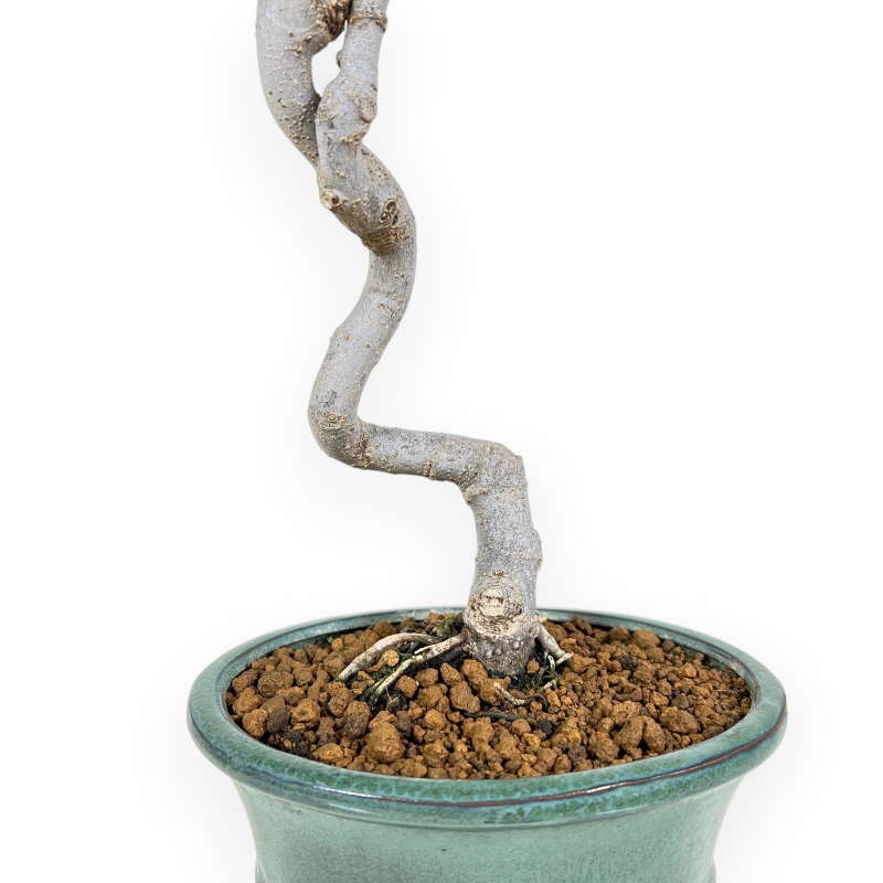 Ficus Carica - Figuier - 40 cm