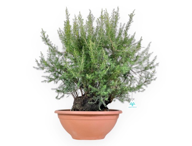 Erica Arborea - Erika - 65 cm