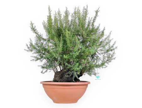 Erica Arborea - Erica - 65 cm
