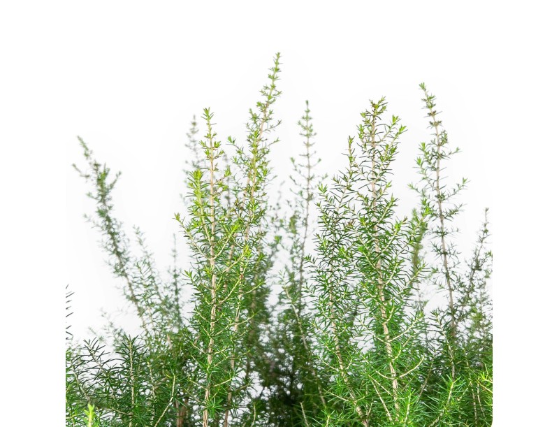 Erica Arborea - Erika - 65 cm