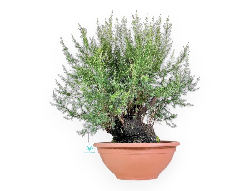 Erica Arborea - Erika - 65 cm