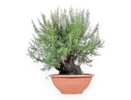 Erica Arborea - Erika - 65 cm