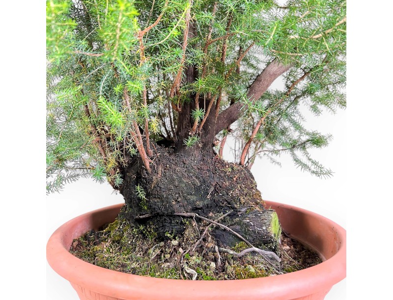 Erica Arborea - Erika - 65 cm