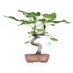 Ficus Carica - Fico - 40 cm