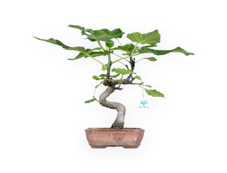 Ficus Carica - Figuier - 40 cm