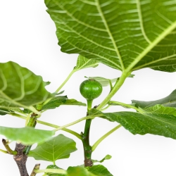 Ficus Carica - Fico - 40 cm