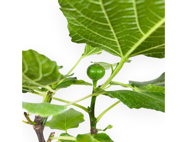 Ficus Carica - Figuier - 40 cm 2