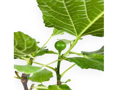 Ficus Carica - Fico - 40 cm