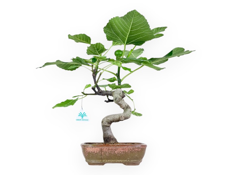 Ficus Carica - Fig - 40 cm