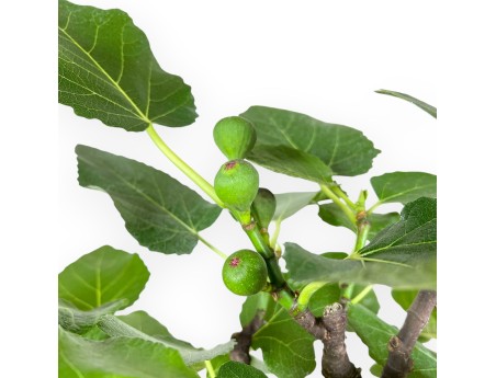 Ficus Carica - Figuier - 54 cm