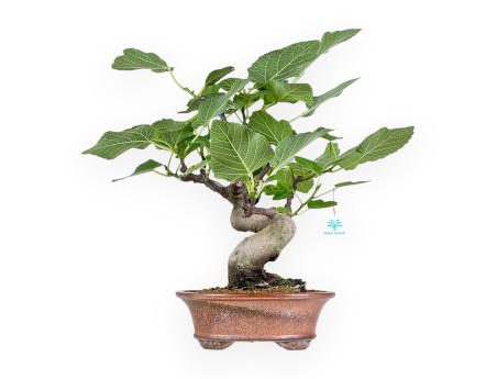 Ficus Carica - Fico - 54 cm