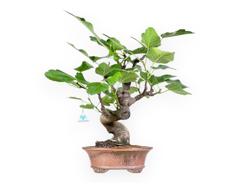 Ficus Carica - Fico - 54 cm