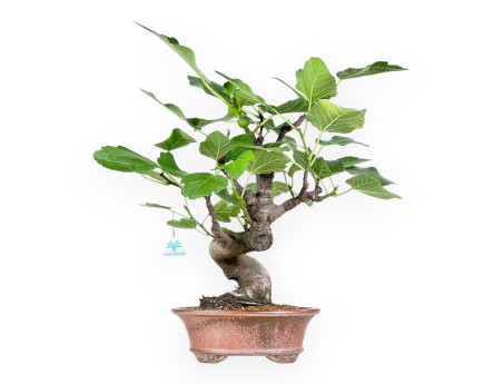 Ficus Carica - Fico - 54 cm