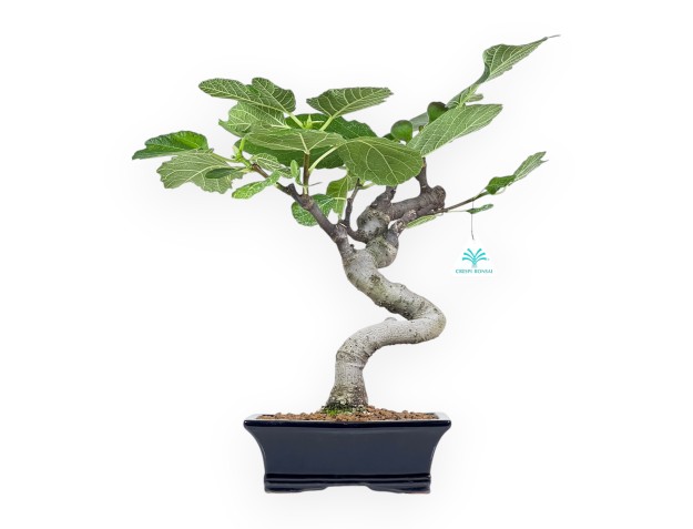 Ficus Carica - Fig - 43 cm
