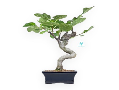 Ficus Carica - Figuier - 43 cm