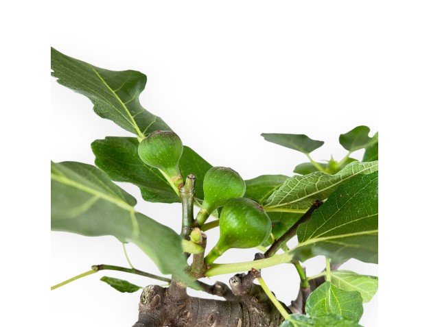 Ficus Carica - Fig - 43 cm 2