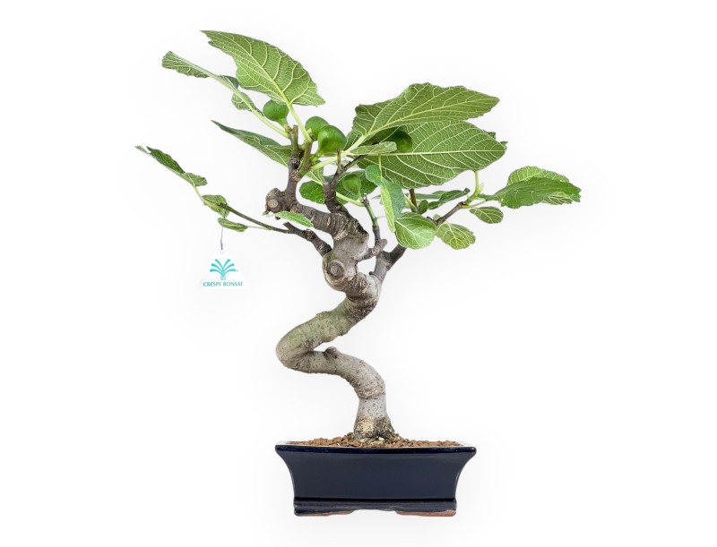 Ficus Carica - Figuier - 43 cm