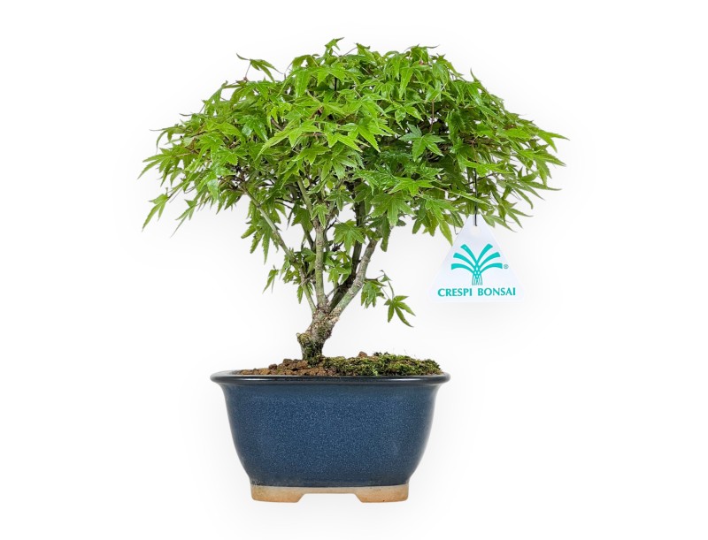 Acer Palmatum Kiyohime - Arce - 23 cm