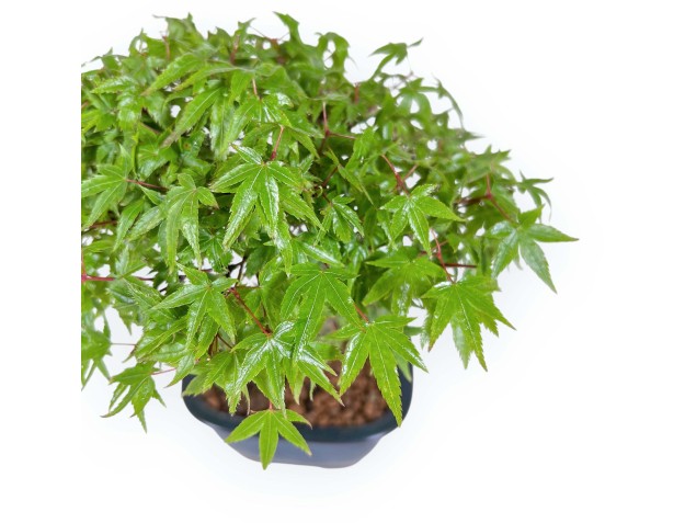 Acer Palmatum Kiyohime - Ahorne - 23 cm 2