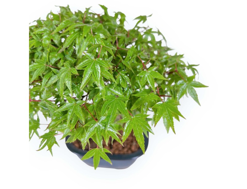 Acer Palmatum Kiyohime - Arce - 23 cm