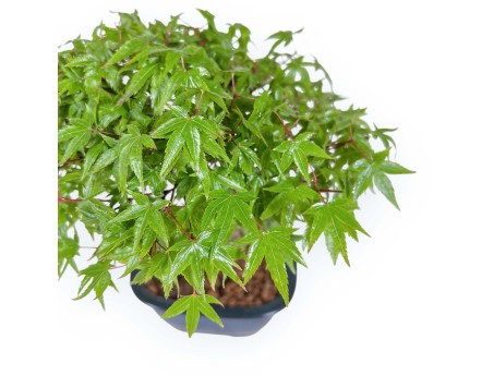 Acer Palmatum Kiyohime - Ahorne - 23 cm