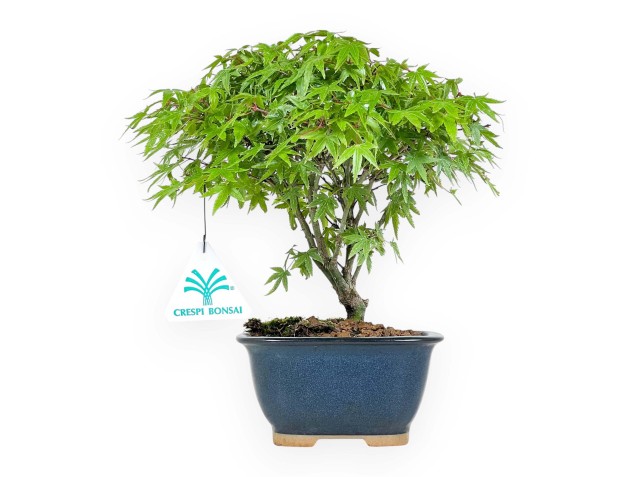 Acer Palmatum Kiyohime - Maple - 23 cm