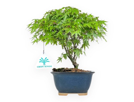 Acer Palmatum Kiyohime - Arce - 23 cm