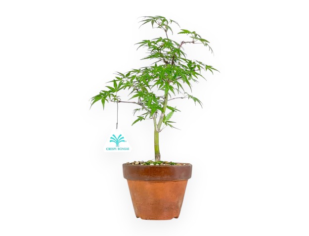 Acer Palmatum Orihime - Arce - 33 cm